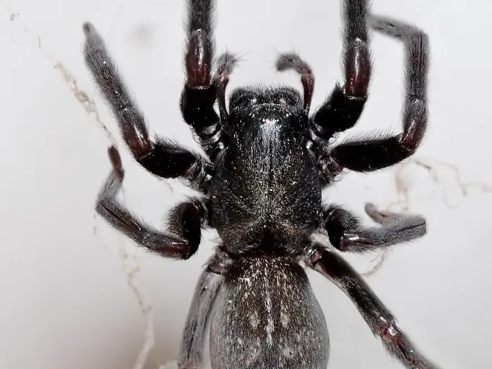 Black house spider at the funnel-shaped entrance of its web