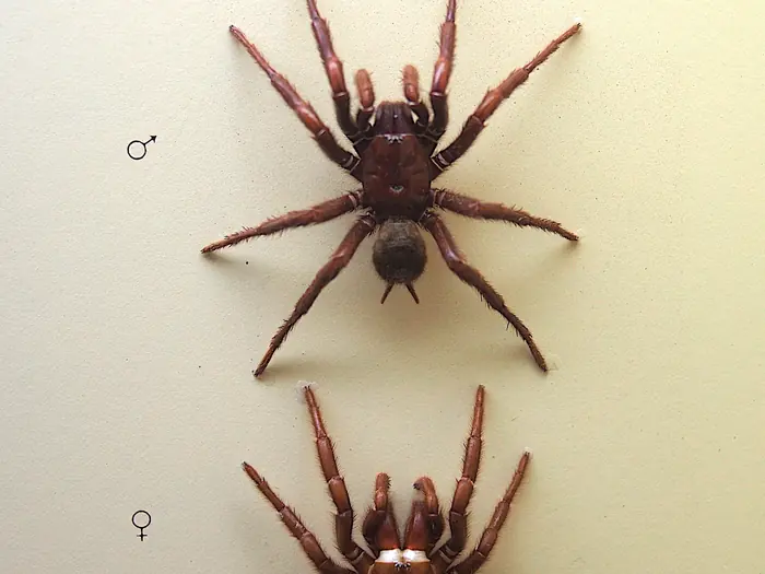 Mounted male and female Sydney funnel-web spider specimens compared side by side