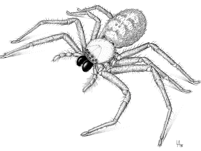 Illustration of an Australian huntsman spider showing its flattened body and long leg span