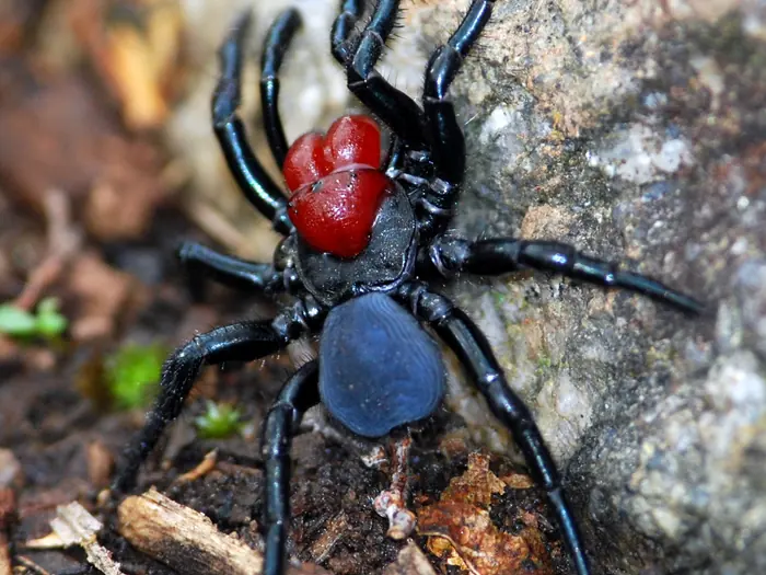 Mouse spider with its bright red head and blue-black abdomen