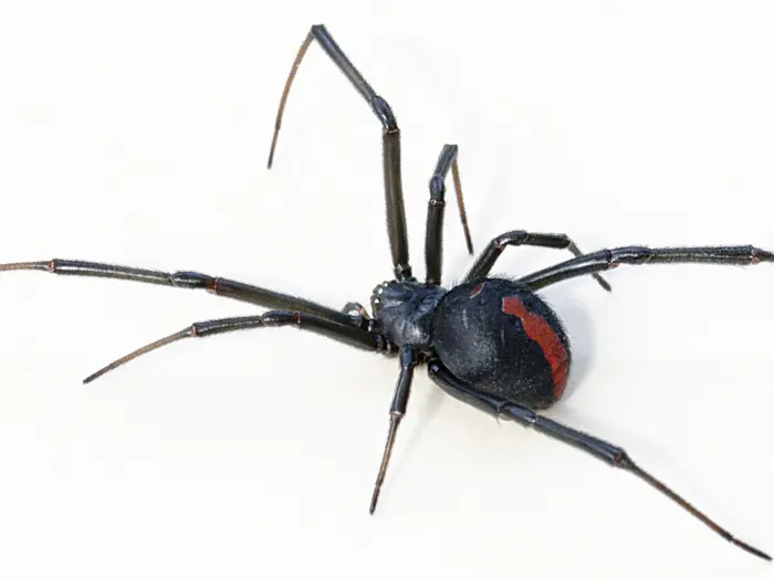 Redback spider with the distinctive red stripe down its glossy black abdomen