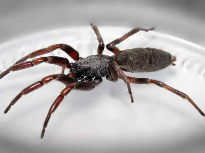 White-tailed spider with reddish legs and a dark cylindrical abdomen