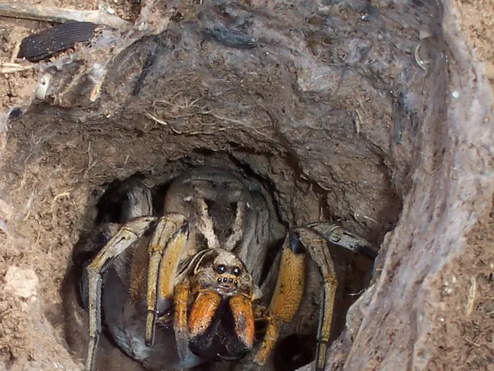 Wolf spider peering out from its silk-lined burrow entrance