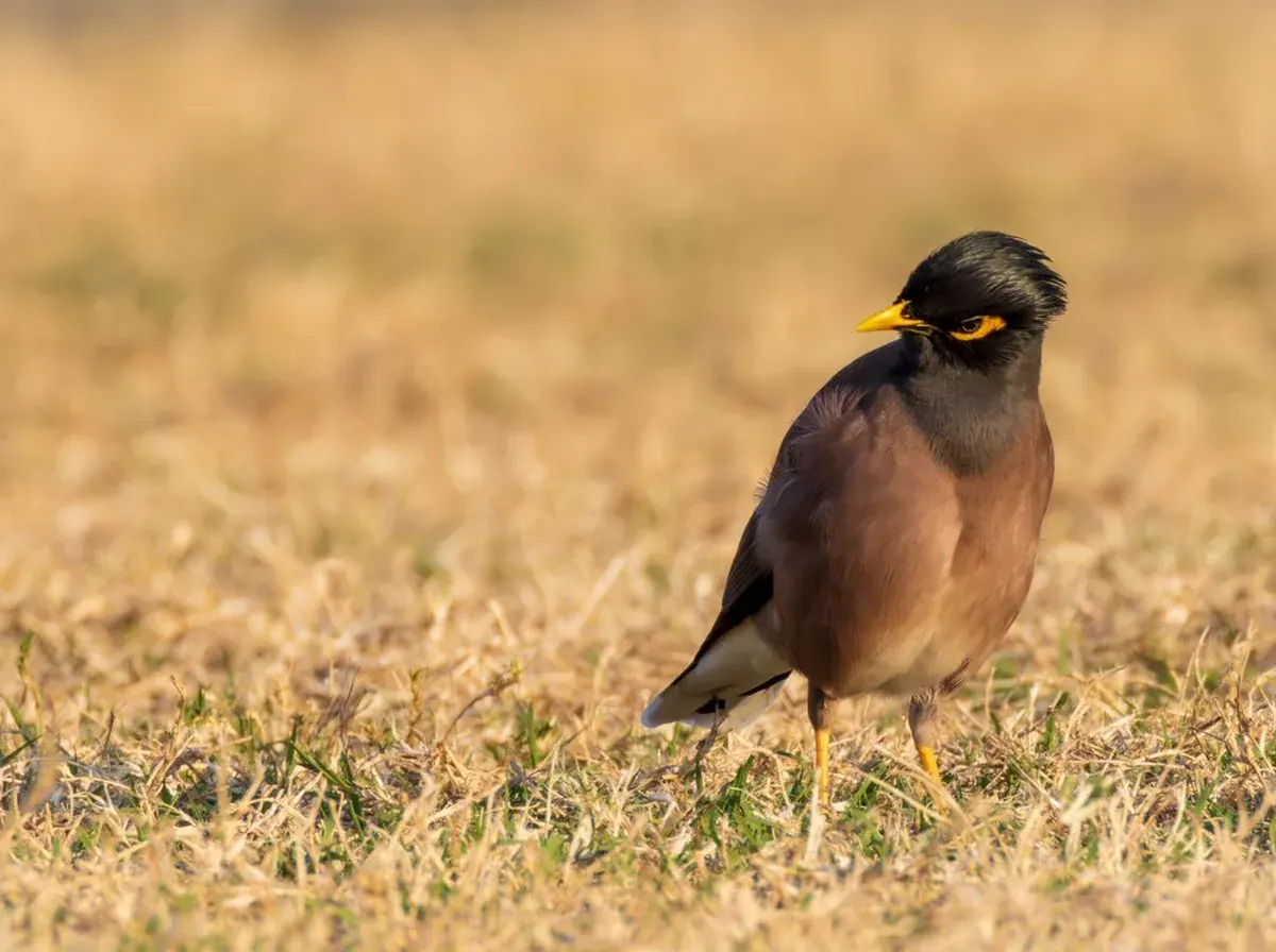 Indian myna, an aggressive introduced species that nests in roof eaves