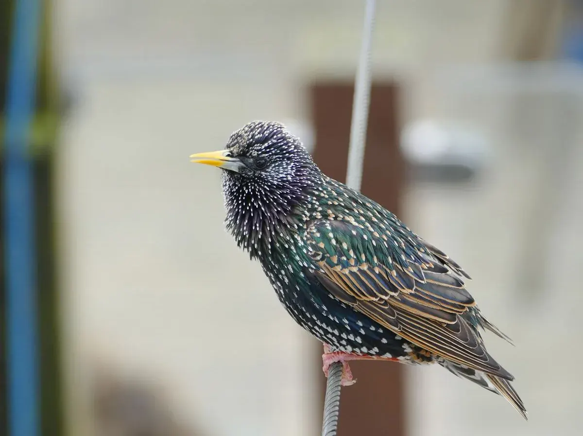 Starling, often roosting in warehouse signage and roof spaces in winter